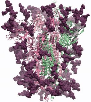3D model of the glycosylated spike protein
